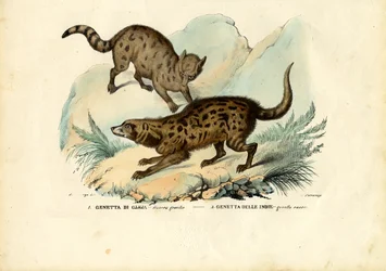 Ginster, 1863-79
